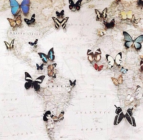 papillons carte monde