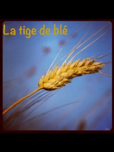 La tige de blé